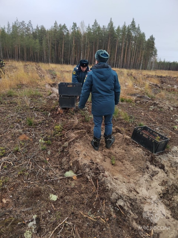 10 тысяч деревьев высадили борские пожарные МЧС России в рамках акции «Сохраним лес»